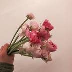 Pink roses